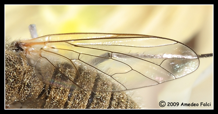 Bombyliidae del genere Geron da ID